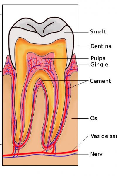 Endodontie Alba - Aiud